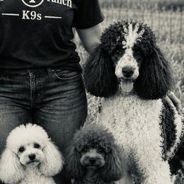 Cavapoos, Golden Retrievers, and Poodles from Circle T Ranch K9s