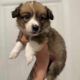 Red - Red male Pembroke Welsh Corgi puppy in Spring Hill, Florida from Chaotic Canines