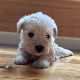 Buttercup - Wheaten female Miniature Schnauzer puppy in Auburn, Georgia from Very Special Mini Schnauzers