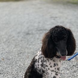 Poodle All Grown Up from Precisely Poodles