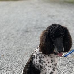 Poodle All Grown Up from Precisely Poodles