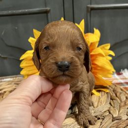 Nacho - Red male Cockapoo puppy in Beresford, South Dakota from DAKOTA DOOD RANCH