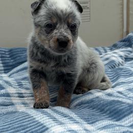 Snow Drop - Blue mottled male Australian Cattle Dog puppy in Seneca, Missouri from MO Morningstar Heelers
