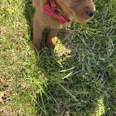 Peanut - Chocolate male Labradoodle puppy in Beltsville, Maryland from Georges labradoodles