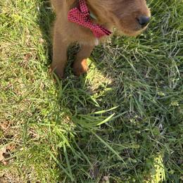 Peanut - Chocolate male Labradoodle puppy in Beltsville, Maryland from Georges labradoodles