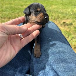 Boy 5 - Black male Jagdterrier puppy in Monroe, Oregon from Oregon Jagdterrier