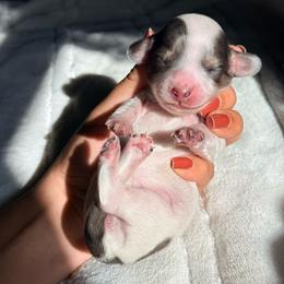 Luna - Piebald female Dachshund puppy in Merced, California from The Graceful Dachshund Kennel