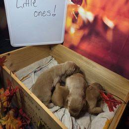 2nd pick female - Dark golden female Golden Retriever puppy in Forest Lake, Minnesota from Northern Lights Goldens