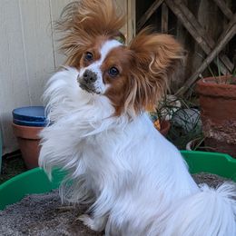 Papillon All Grown Up from PapillonPups