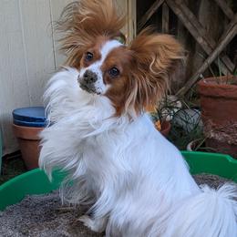 Papillon All Grown Up from PapillonPups