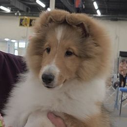 Bash - Sable and white male Shetland Sheepdog puppy in Seminole, Oklahoma from Symphony Shelties