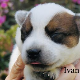 Ivan - Red speckled male Australian Cattle Dog puppy in Redding, California from Lone Pine Kennel