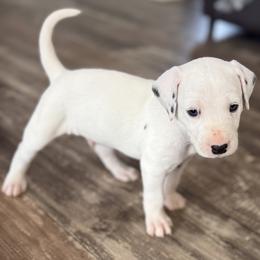 Navy - White and black male Dalmatian puppy in Hastings, Florida from Love My Spotty Dalmatians