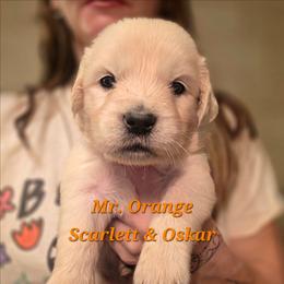 Mr. Orange - Light golden male Golden Retriever puppy in Waynesburg, Ohio from Avalon English Retrievers