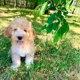 Rainier with training - Red and white male Cockapoo puppy in Boonville, North Carolina from Doods & Dolls