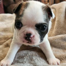 Green collar - Brindle and white male Boston Terrier puppy in Shreveport, Louisiana from Cristi's Port Bostons