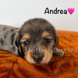 Andrea - Dapple female Dachshund puppy in Havana, Florida from Dotted Doxies
