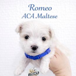 Romeo - White male Maltese puppy in Paden, Oklahoma from Logan's Perfect Puppies