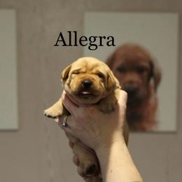 Allegra - Yellow female Labrador Retriever puppy in South Lyon, Michigan from Matoskah Meadows Labradors