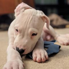 Dogo Argentino Puppies from De la Fuerza de Dios