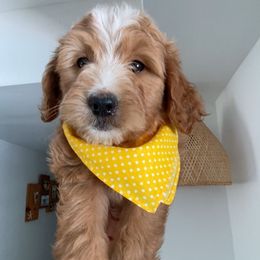 Mati - Red male Labradoodle puppy in Miami, Florida from DG Labradoodles