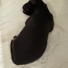BTM 1 - Black tri male Miniature Australian Shepherd puppy in Corydon, Indiana from Arbuckle’s Lookin Good Aussies (LGA)