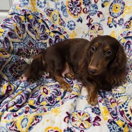 Sasha - Dachshund