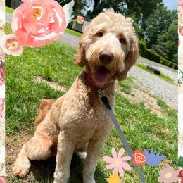 Sarah - Goldendoodle