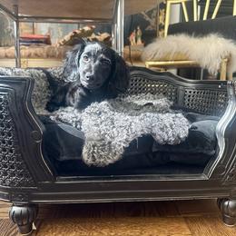 Dachshund Puppies from Valhallah Farms