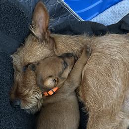 Girl 2 - Red female Irish Terrier puppy in Austin, Texas from ATX Irish Terriers