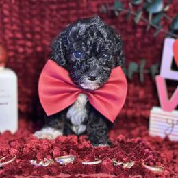 Jet - Black male Cockapoo puppy in Griffin, Georgia from Rawls Lovely Little Tots