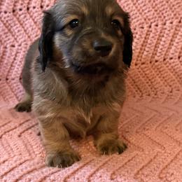 Spring Brook Applejack - Cream male Dachshund puppy in New Ross, Indiana from Spring Brook Farms, LLC