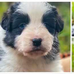Australian Shepherd Puppies from Soggy Bottom Farms