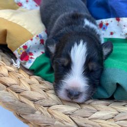 Coal - Black tri-color male Australian Shepherd puppy in Trail, Oregon from Stapp's Australian Shepherds