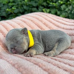 Yellow collar - Tricolors female French Bulldog puppy in Salisbury, Maryland from 77 Frenchies Maryland