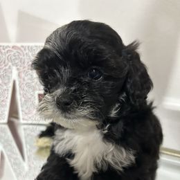 Tommy - Black male Shihpoo puppy in Boston, Massachusetts from London's puppies