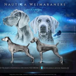 Weimaraner puppies from Nautica Weimaraners