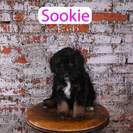 Sookie - Phantom female Assorted Doodle Crosses puppy in Calhoun, Georgia from Happy Top Doodles