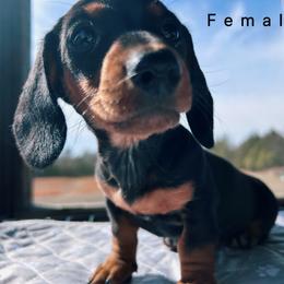 Norma - Black and tan female Dachshund puppy in Blackstone, Virginia from Cheyenne's Dachshunds