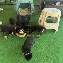 Boy 2 - Black and red male German Shepherd puppy in Rolesville, North Carolina from Ransomshire Shepherds