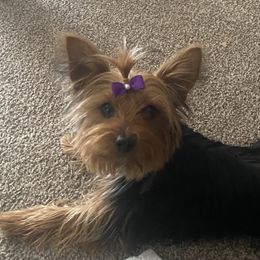 Pickles - Yorkshire Terrier
