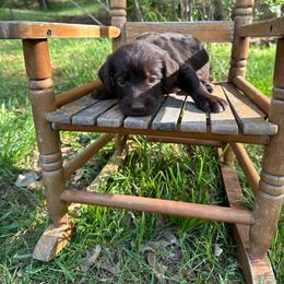 Mocha - Chocolate male Labradoodle puppy in Batesville, Arkansas from Morris Farmyard