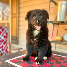 Girl 5 - Black & white female Australian Shepherd puppy in Smithville, Arkansas from Harris Farms and Aussies