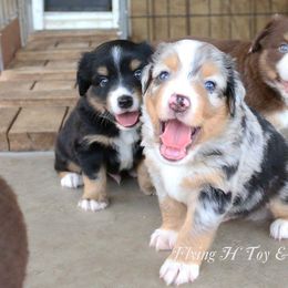 Miniature Australian Shepherd and Toy Australian Shepherd Puppies from Flying H Toy and Mini Aussies