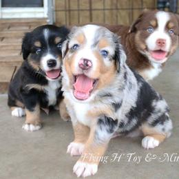 Miniature Australian Shepherd and Toy Australian Shepherd Puppies from Flying H Toy and Mini Aussies