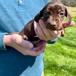 Layla - Chocolate and tan female Dachshund puppy in Milroy, Pennsylvania from Not Your Average Weiner