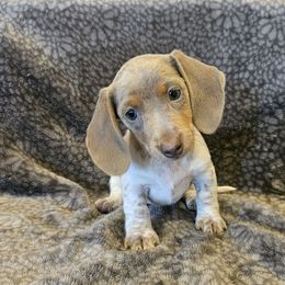 Heidi - Isabella and tan piebald - Piebald female Dachshund puppy in Tower City, Pennsylvania from Stoney Mountain Mini Doxies