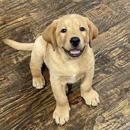 Australian Labradoodle, Labrador Retriever, and Poodle Puppies from Laird Farms