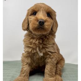 Doris - Caramel female Australian Labradoodle puppy in Sacramento, California from Little Farmstead Labradoodles