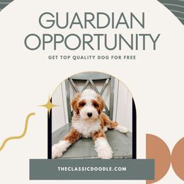 Willow - Parti female Goldendoodle puppy in Apopka, Florida from The Classic Doodle